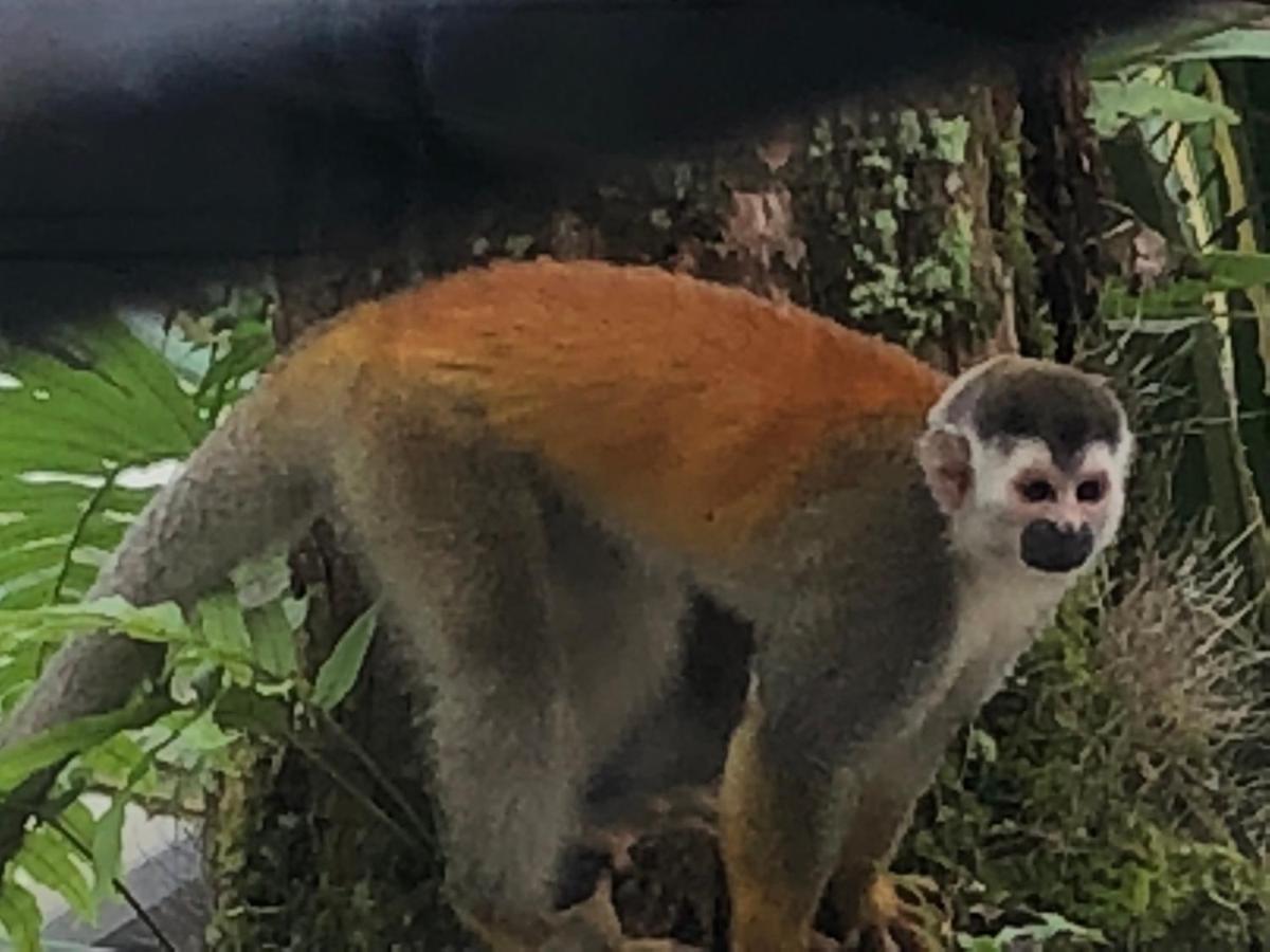 Puesta Del Sol Hotel Quepos Kültér fotó