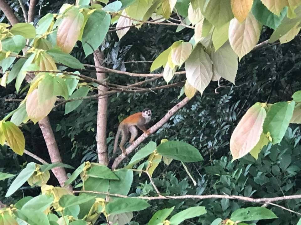 Puesta Del Sol Hotel Quepos Kültér fotó